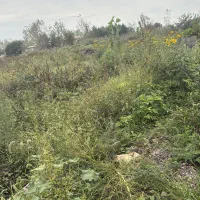 زمین باغی|فروش زمین و ملک کلنگی|رشت, پسیخان|دیوار
