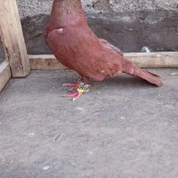 یک نر سرخ کرمونی عتیقه باب دل جوجه کشی و هوا|پرنده|تربتحیدریه, داروپخش|دیوار