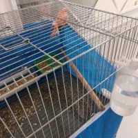 یک عدد قناری ماده دو عدد قناری نر