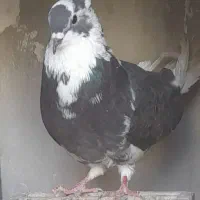 کفترنر دمسفید چشم مشکی