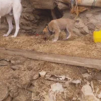 توله نر|سگ|سروآباد, |دیوار