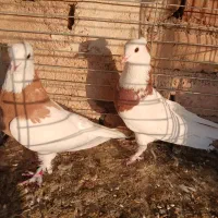 پرنده|پرنده|آران و بیدگل, |دیوار