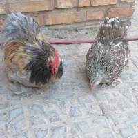 فروش مرغ خروس