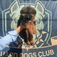 توله ژرمن بلک ژرمن رکسی و روت واایلر نر ماده|سگ|تهران, شهرک فردوس (حسینی)|دیوار