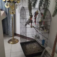 عروس هلندی|پرنده|صباشهر, |دیوار