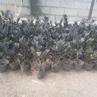 فروش گل زانوفیلیا بلک