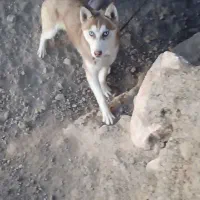 سگ هاسکی اصیل