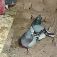 جفت سبز دم سفید شعمک تخت