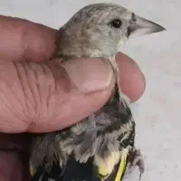 سهره سبیل زده نر گردن کلفت|پرنده|مشهد, هفت تیر (حافظ)|دیوار