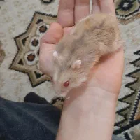 همستر نر
