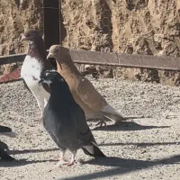 کفتر دونسته و پرشی کفتر تیرماه