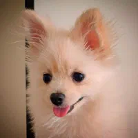 سگ پامر خرسی اصیل  بو فیس ، پت جیبی