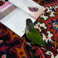 گیرینچیک یلو ساید|پرنده|ری, ولی آباد|دیوار