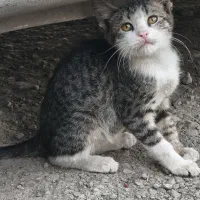 واگذاری گربه رایگان