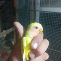 طوطی کوتوله برزیلی تازه دان خور