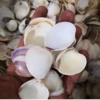 صدف دریای جنوب