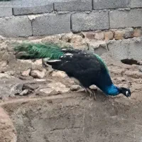 طاووس|حیوانات مزرعه|هشتگرد, هیو|دیوار