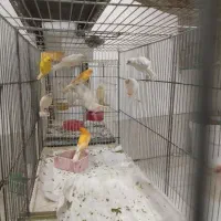 قناری نر و ماده|پرنده|قنوات, |دیوار