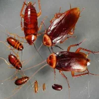 سمپاشی سوسک|خدمات نظافت|کردکوی, |دیوار