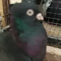 زاغ آبادانی اصل آبادان