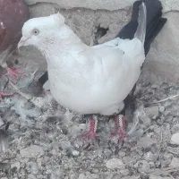 کبوتر بهبهانی|پرنده|لار, |دیوار