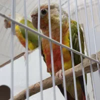 عروس هلندی کوتوله مرغ عشق گلدین نرگسی قناری