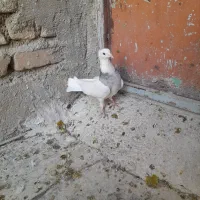 طوقی|پرنده|بروجرد, |دیوار