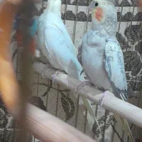 عروس هلندی  زیبا