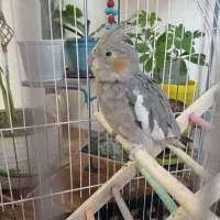 عروس هلندی سه ماهه باقفس|پرنده|خرمآباد, |دیوار