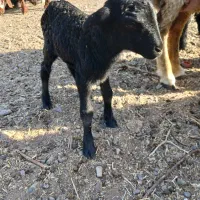 بره.شیری