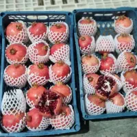 انار درجه شیراز|خوردنی و آشامیدنی|تهران, زعفرانیه|دیوار