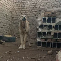 توله|سگ|فیروزه, |دیوار