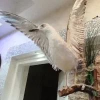 دکوری های خاص مجسمه