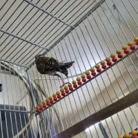 سهره قناری دهن موقوم|پرنده|تهران, شهرک ولیعصر شمالی|دیوار