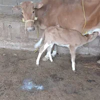 دوگاو جرسی با گوساله نر وشیری در سربندر