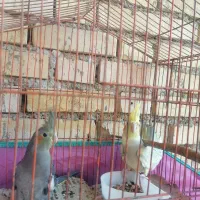 سه تا عروس هلندی|پرنده|دیلم, |دیوار