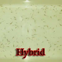 فروش ماهی کوی گوپی ۵۰٪ درصد تخفیف|ماهی|مشهد, نیروی هوایی|دیوار