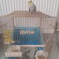 عروس هلندی با قفس|پرنده|شیراز, شهرک فرزانگان|دیوار