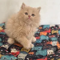 گربه پرشین اصیل با کیفیت