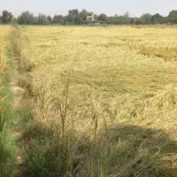 زمین کشاورزی