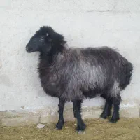 بره سوز و ملحه ماده چاق