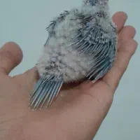 جوجه طوطی گرینچیک پاین اپل سرلاکی