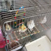 عروس هلندی آلبینو مولد به شرط