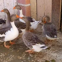 تخم بط (غاز)|حیوانات مزرعه|زابل, |دیوار