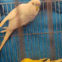 جفت مرغ عشق انگلیسی ۲۰۲۳|پرنده|بابل, |دیوار