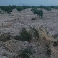 باغ انجیر میمند|فروش زمین و ملک کلنگی|میمند, |دیوار