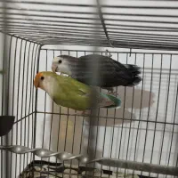 طوطی کوتوله