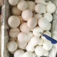 فروش قارچ از تولیدبه مصرف بی واسطه|خوردنی و آشامیدنی|مشهد مرغاب, |دیوار