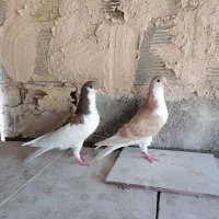 نر سرور پلاکی و ی جفت جوجه خوشرنگ و ی نر خوشرنگ|پرنده|نجف‌آباد, امام خمینی|دیوار