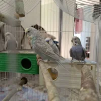 مرغ عشق|پرنده|تهران, امام زاده عبدالله|دیوار